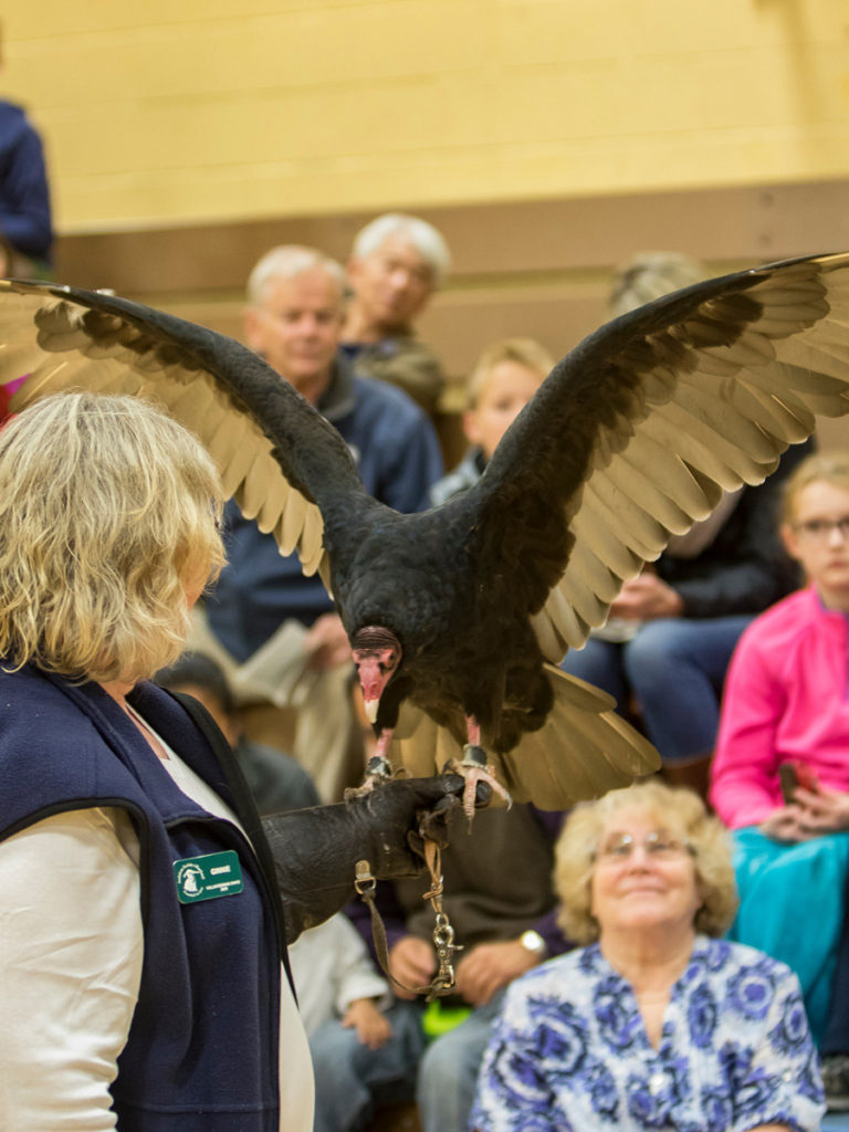 Ginnie Ross, a volunteer for the Audubon Society of Portland with Ruby, a turkey vulture during the live bird show at View Ridge Middle School. Photo by Mike Schultz.