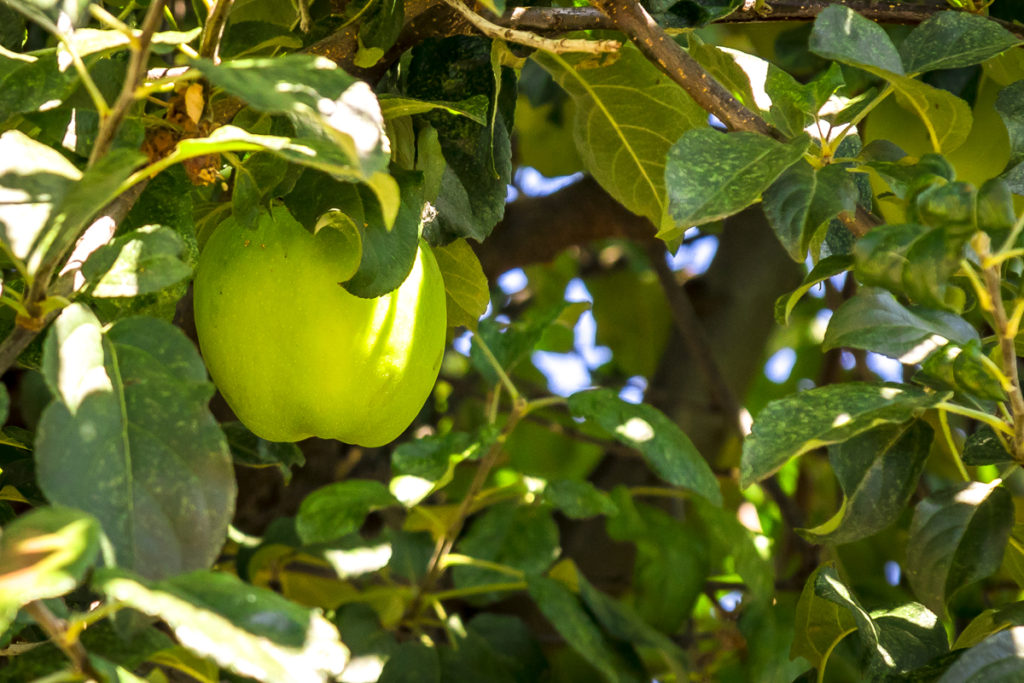 Tis the season for all things apples and Clark County is host to several apple-themed festivals in October. Visit the Old Apple Tree Festival in Vancouver on Sat., Oct. 1; the Riverside Christian School’s 26th annual Apple Festival on Sun., Oct. 9, in Washougal; or the apple cider pressing event at the historic Cedar Creek Grist Mill outside Woodland on Sat., Oct. 29. Photo by Mike Schultz.