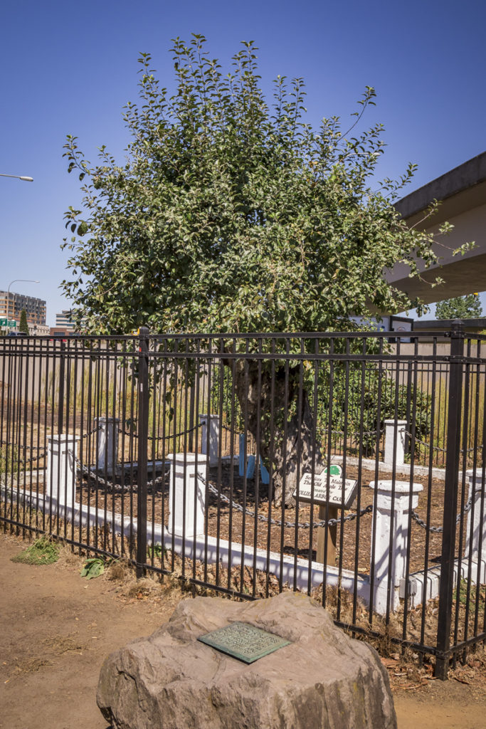 The Old Apple Tree Festival in Vancouver, which kicks off at 11 a.m. on Sat., Oct. 1, at Old Apple Tree Park, 112 S.E. Columbia Way, east of Interstate 5 bridge within Fort Vancouver National Historic Site, celebrates the 190th birthday of Vancouver’s tough-as-nails Old Apple Tree (pictured here), which has withstood two centuries’ worth of floods, droughts, wind and snow. Photo by Mike Schultz.