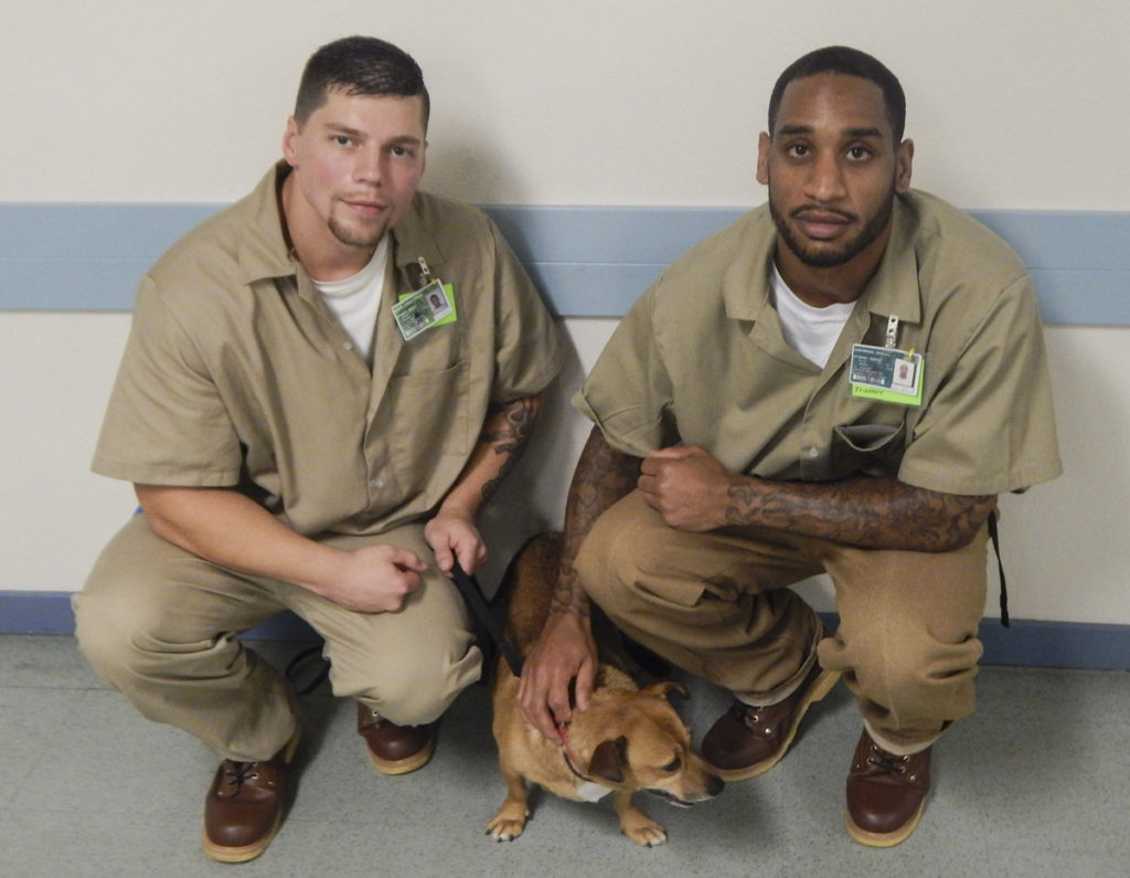 Humane Society and Larch Corrections celebrate first ‘graduating’ class of dogs