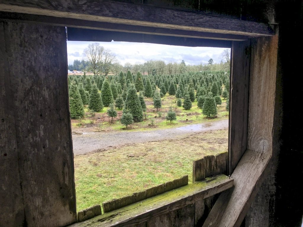 A family tradition Thornton’s Treeland