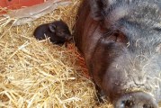 One of two baby pigs taken from Bi-Zi Farms returned to mother