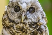 Explore wildlife, Chinookan culture at BirdFest & Bluegrass Celebration