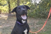 Hunter the dog has a new home