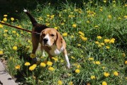 Off-leash area at Pacific Community Park to close for Oct. 22-23 weekend