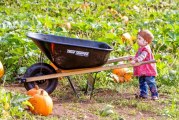 It’s time to begin that search for the ‘Great Pumpkin’