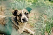 Ray Hickey Foundation will pay for pet adoptions for veterans until end of the month