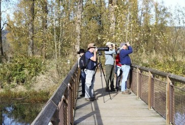 National refuge near Washougal offers serenity, easy walks, some of area’s best bird-watching