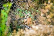 Most popular hunting seasons of the year open Oct. 15