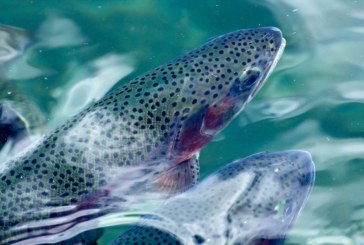 WDFW stocks 915,000 trout in Washington lakes