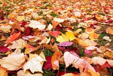 Coupons provide free leaf disposal at four locations in Clark County