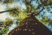 Free Vancouver Treetalk Workshop on hazardous trees set for Nov. 9