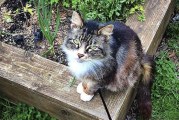 Vancouver City Council to consider ‘Community Cat’ program for feral cats