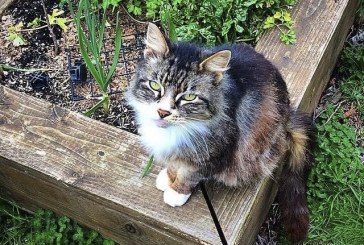 Vancouver City Council to consider ‘Community Cat’ program for feral cats