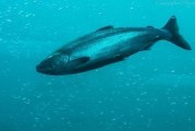 Oregon’s decision to abandon long-standing agreement with Washington compromises salmon and integrity