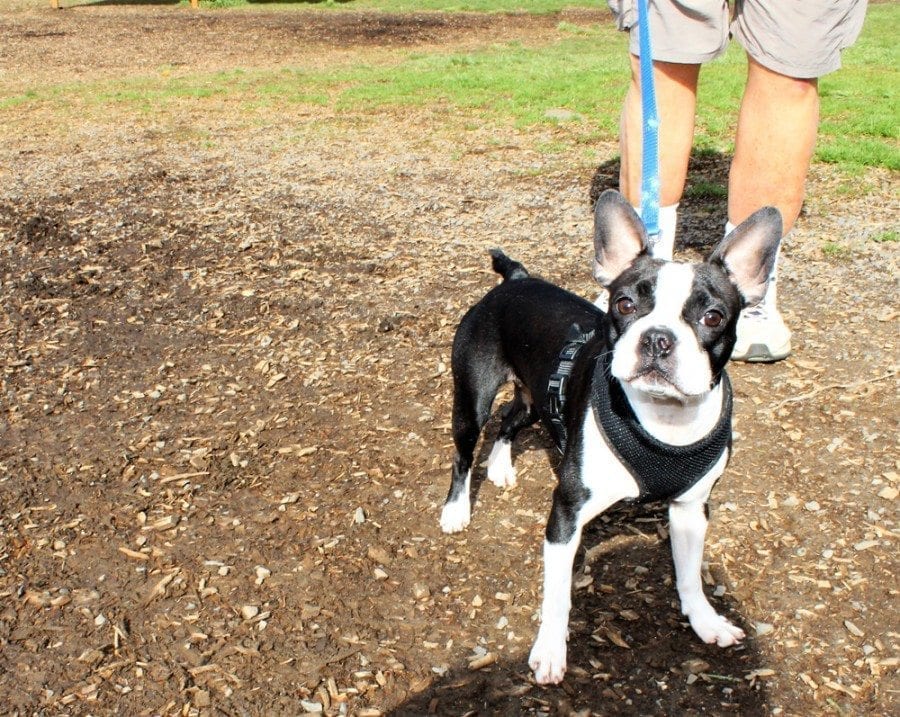 Rosy, a 15-month-old Boston terrier recently rescued by John Bartholomew, of Washougal, plays inside the off-leash Stevenson Dog Park in Washougal on Fri., March 10. Photo by Kelly Moyer