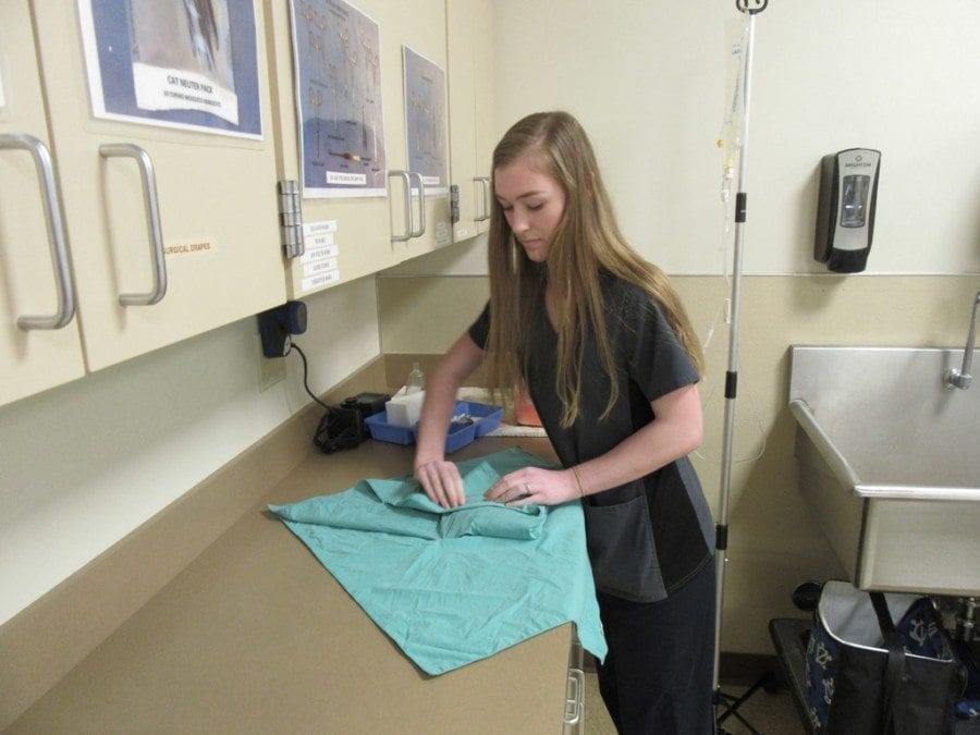 Hannah Stuchlik's duties at the Humane Society of Southwest Washington include preparing and wrapping packs of instruments that will be used in surgery. Photo courtesy of Carolyn Schultz-Rathbun