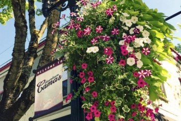 Area residents can adopt a flower basket and bring color to downtown Camas