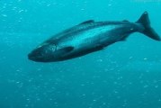 Washington's salmon fisheries set for 2017