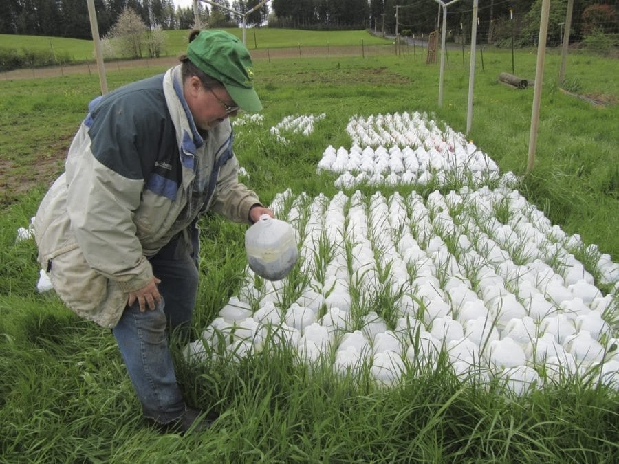 The Ahos have winter sown 700 milk jugs, each holding several young plants. Photo courtesy of Carolyn Schultz-Rathbun