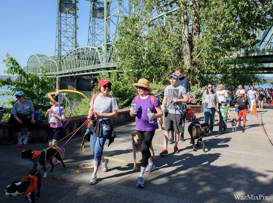 Organized by the Humane Society for Southwest Washington, the Walk/Run for the Animals event raises money to offer healing, training, and medical services for 8,000-plus shelter animals. Photo courtesy of Humane Society for Southwest Washington