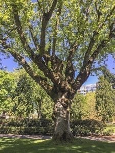 This decaying silver maple tree is scheduled to be removed from Vancouver's Esther Short Park. Photo courtesy of city of Vancouver