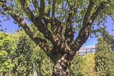 Decaying tree to be removed from Vancouver’s Esther Short Park