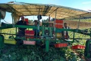 The heritage and legacy of Clark County’s Bi-Zi Farms