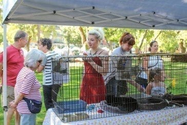 Furry Friends offers microchipping and cat adoption at the Peace and Justice Fair