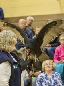 Ginnie Ross, a volunteer for the Audubon Society of Portland with Ruby, a turkey vulture during the live bird show at View Ridge Middle School. The turkey vulture is the 2017 BirdFest Bird of the Year. Photo by Mike Schultz.