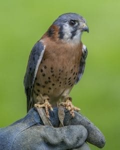 American Kestrel on display during the live bird show presented by Audubon Society of Portland at Davis Park in downtown Ridgefield. Photo by Mike Schultz.