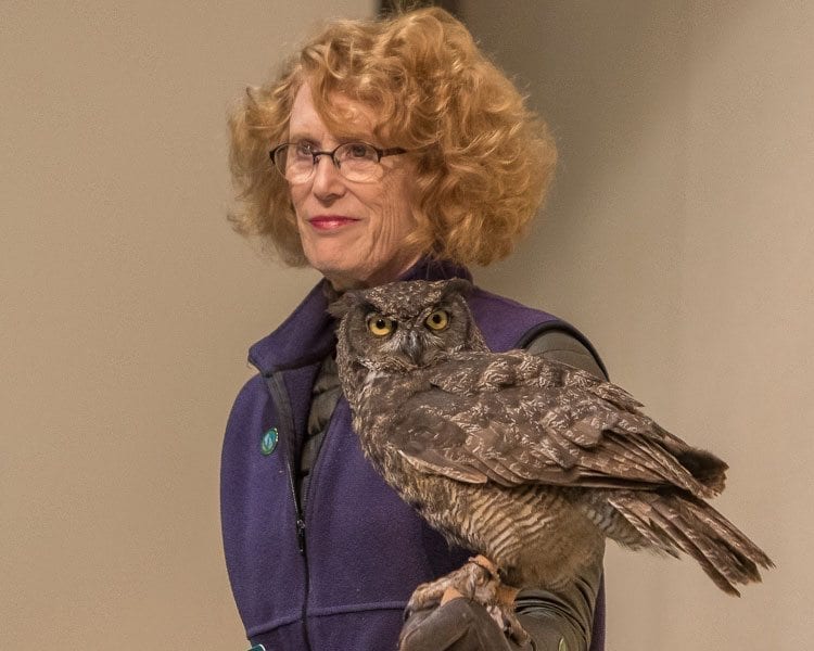 The great horned owl Julio, like all the birds displayed by the Audubon Society of Portland, had been brought to the society for care and could not be released into the wild, so the Audubon Society uses the birds to help interact with the public. Photo by Mike Schultz