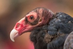 The turkey vulture Ruby impressed the audience at the Wild Birds of Prey event. The turkey vulture was also the 2017 BirdFest and Bluegrass bird of the year. Photo by Mike Schultz