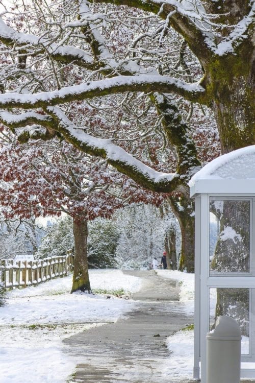 The winter weather created many scenic offerings for those who ventured out to enjoy the offerings, such as this path along NE 29th Ave. near WSU Vancouver. Photo by Alex Peru