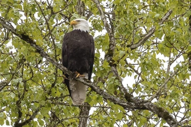 A bald eagle perched high above Klineline Pond Saturday was among dozens of birds looking to snatch a meal from the water after more than 14,000 hatchery fish were deposited into netted areas of the pond in preparation for the derby Thursday. Photo by Mike Schultz