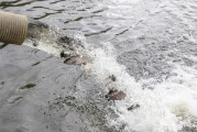 Klineline Pond gets 14,115 new residents ahead of kids fishing derby