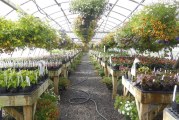Horticulture, Welding and FFA to benefit from Battle Ground Public Schools plant sales.