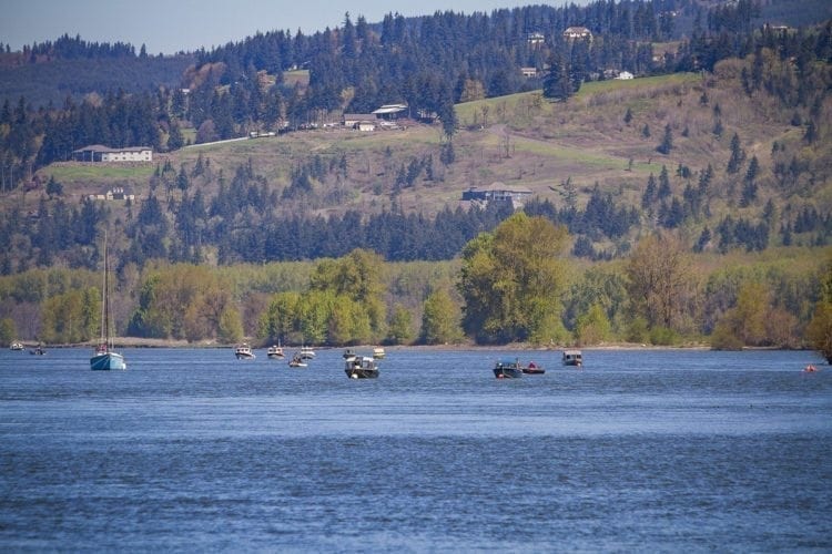 With low returns of chinook and coho salmon expected back to numerous rivers in Washington, state and tribal co-managers Tuesday agreed on a fishing season that meets conservation goals for wild fish while providing fishing opportunities on healthy salmon runs. Photo by Mike Schultz