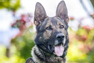 Vancouver police department says goodbye to a very good dog