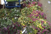 Vancouver police arrest ‘prolific garden center thief’