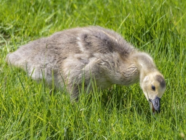 Clark-County-Today-IMG_1558