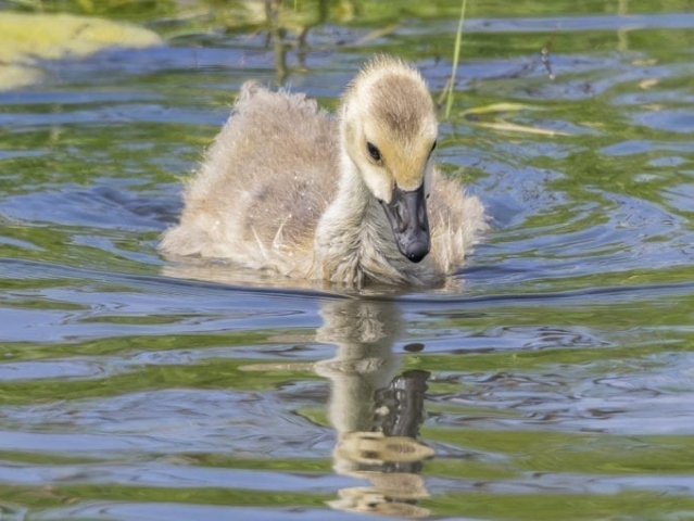 Clark-County-Today-IMG_1743