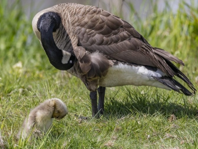 Clark-County-Today-IMG_1869