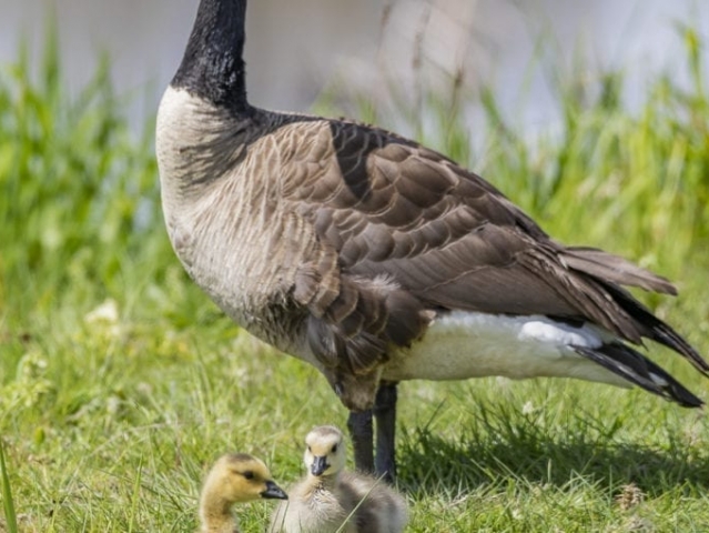 Clark-County-Today-IMG_1897