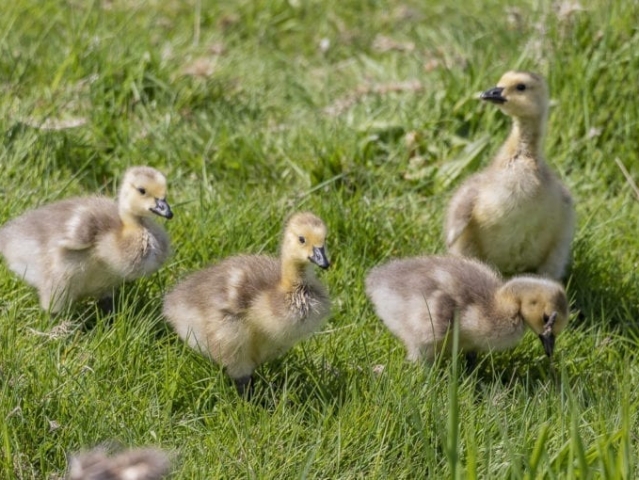 Clark-County-Today-IMG_1920