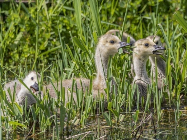 Clark-County-Today-IMG_1937