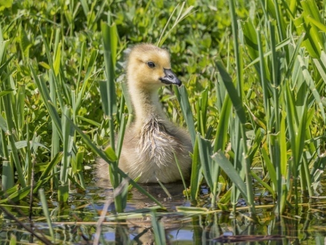 Clark-County-Today-IMG_1980