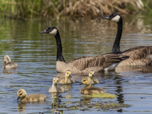 Clark-County-Today-IMG_2076