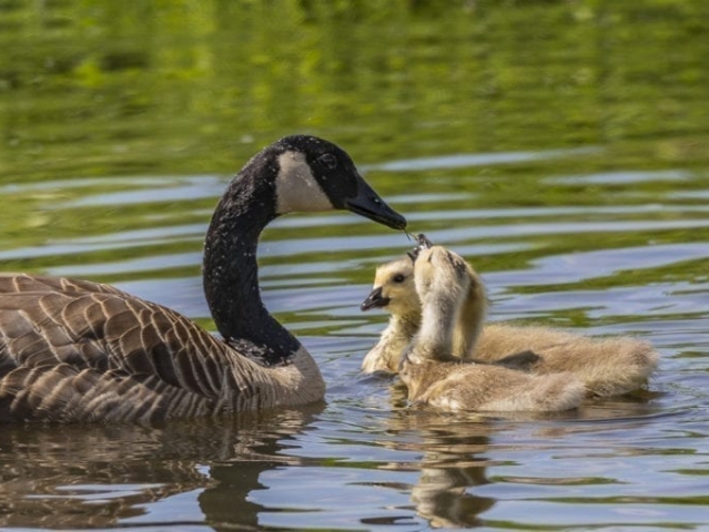 Clark-County-Today-IMG_2127