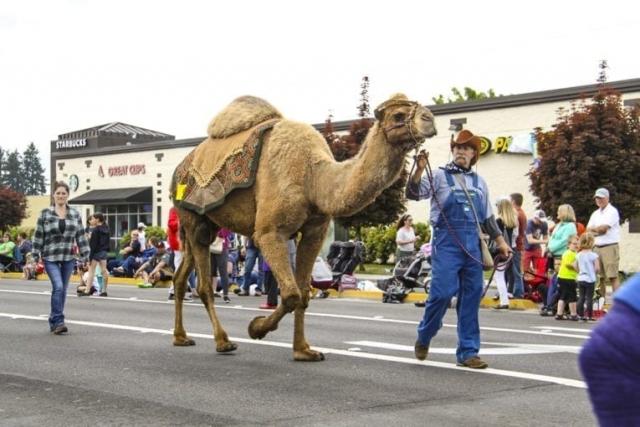 2018 Hazel Dell Parade of Bands. Photo courtesy of Carol Brown.